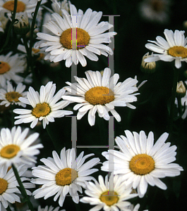 Picture of Leucanthemum x superbum 'Alaska'