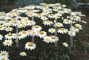 Picture of Leucanthemum x superbum 'Thomas Killen'