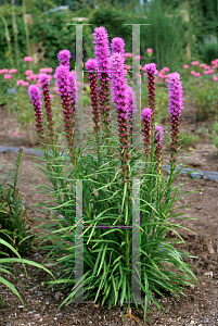 Picture of Liatris spicata 'Kobold'