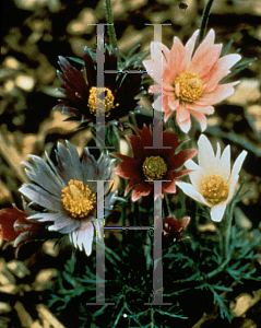 Picture of Pulsatilla vulgaris 'Papageno'