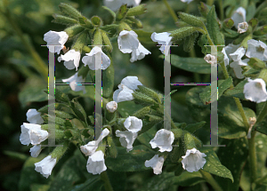 Picture of Pulmonaria officinalis 'White Wings'