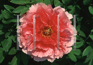 Picture of Paeonia  'Pink'