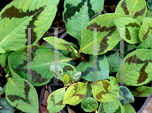 Picture of Polygonum virginianum 'Lance Corporal'