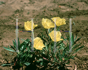 Picture of Oenothera macrocarpa 