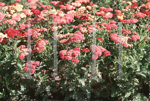 Picture of Achillea  'Red Velvet'