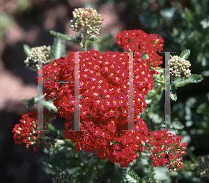 Picture of Achillea  'Red Velvet'