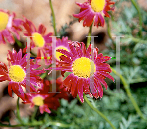 Picture of Tanacetum coccineum 'Robinson's Red'