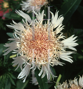 Picture of Stokesia laevis 'Silver Moon'