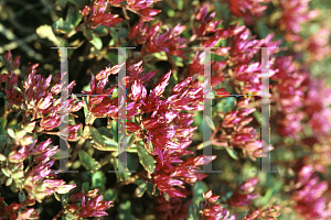 Picture of Sedum spurium 'Schorbuser Blut(Dragon's Blood)'