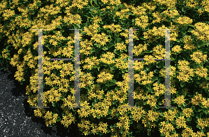 Picture of Sedum kamtschaticum ssp. ellacombianum 