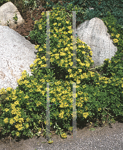 Picture of Sedum kamtschaticum ssp. ellacombianum 