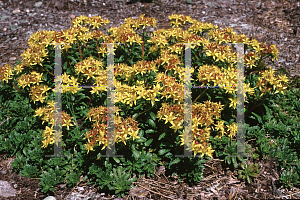 Picture of Sedum kamtschaticum ssp. ellacombianum 