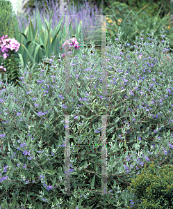 Picture of Caryopteris x clandonensis 'Arthur J. Simmonds'