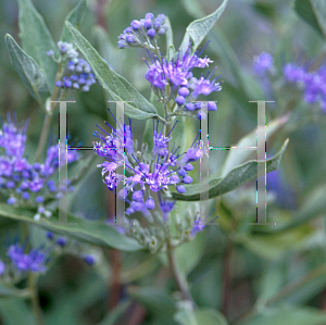 Picture of Caryopteris x clandonensis 'Arthur J. Simmonds'