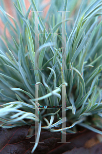 Picture of Dianthus plumarius 'Itsaul White'