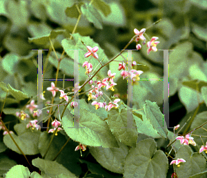 Picture of Epimedium x cantabrigiense 