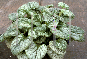 Picture of Brunnera macrophylla 'Langtrees ('Aluminum Spot')'