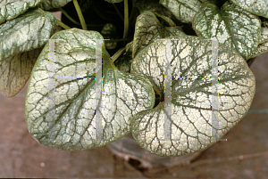 Picture of Brunnera macrophylla 'Langtrees ('Aluminum Spot')'