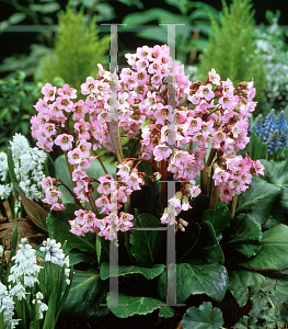 Picture of Bergenia  'Rosi Klose'