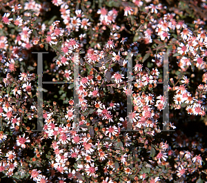 Picture of Symphyotrichum lateriflorum 'Lady in Black'