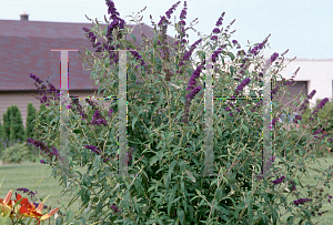 Picture of Buddleia davidii 'Black Knight'