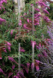 Picture of Buddleia davidii 'Dartmoor'