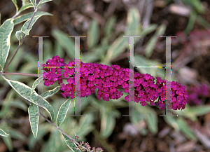 Picture of Buddleia davidii 'Harlequin'