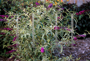 Picture of Buddleia davidii 'Harlequin'