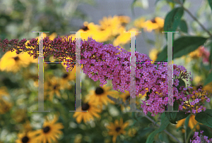 Picture of Buddleia davidii 'Pink Delight'