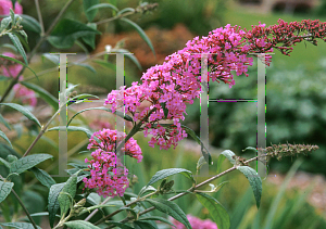 Picture of Buddleia davidii 'Pink Delight'