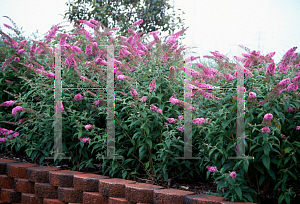 Picture of Buddleia davidii 'Pink Delight'