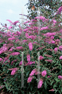 Picture of Buddleia davidii 'Pink Delight'