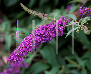 Picture of Buddleia davidii 'Potter's Purple'