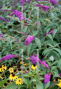 Picture of Buddleia davidii 'Potter's Purple'