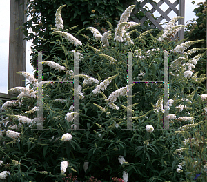 Picture of Buddleia davidii 'White Profusion'