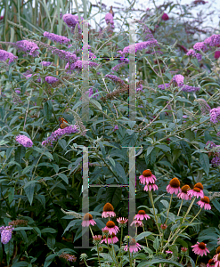 Picture of Buddleia davidii 'Orchid Beauty'