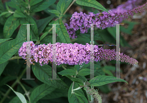Picture of Buddleia davidii 'Orchid Beauty'