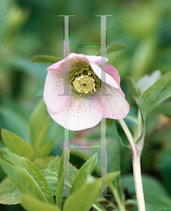 Picture of Helleborus orientalis 'Winter Joy Bouquet'