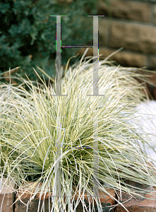 Picture of Deschampsia caespitosa 'Northern Lights'