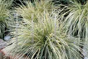 Picture of Deschampsia caespitosa 'Northern Lights'