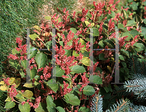 Picture of Polygonum japonicum 'Compactum'