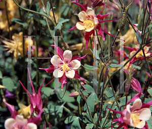 Picture of Aquilegia x hybrida 'McKana's Giant'