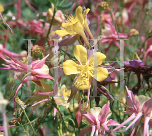 Picture of Aquilegia x hybrida 'McKana's Giant'