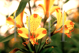 Picture of Alstroemeria x 'Sweet Laura'