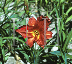 Picture of Hemerocallis  'Poin Set'