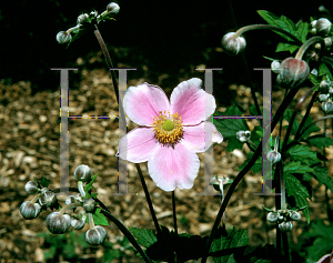 Picture of Anemone tomentosa 'Robustissima'