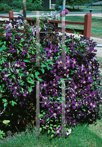 Picture of Clematis x jackmanii 