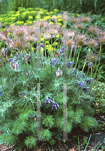 Picture of Pulsatilla vulgaris 