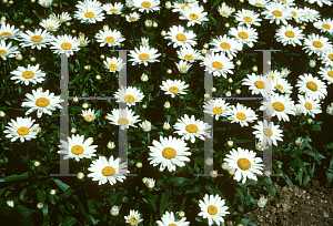 Picture of Leucanthemum x superbum 'Snowcap'