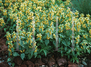 Picture of Lamium galeobdolon 'Herman's Pride'